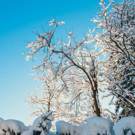 snow covered trees and blue sky in the backgroundの写真素材