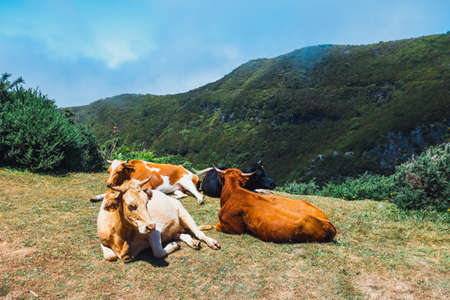 brown cows at the entrance to the trail to Levada das 25 fontes and Levada do Risco, Madeira Island, Portugalの写真素材