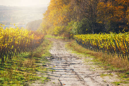 autumn vineyards and organic grape on vine branchesの写真素材