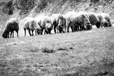 A flock of sheep grazing on the field, black and white photoの写真素材