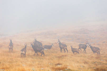 a herd of chamois passes a mountain pass in the fogの写真素材