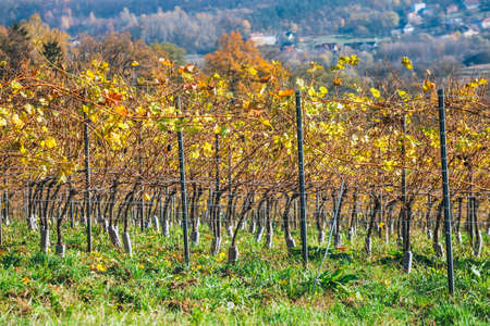Autumn vineyards and organic grape on vine branchesの写真素材
