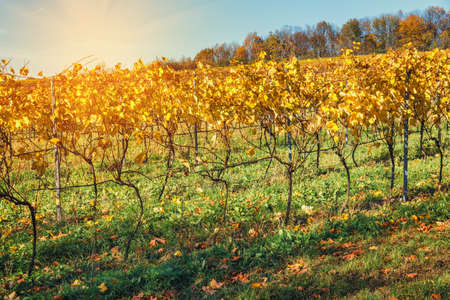 Autumn vineyards and organic grape on vine branchesの写真素材