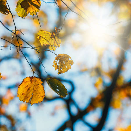 Colorful autumn leaves with blue sky in the backgroundの写真素材