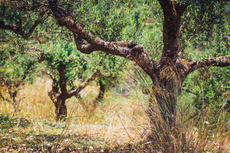 Lonely olive tree in Crete, Cretan garden, Greeceの写真素材