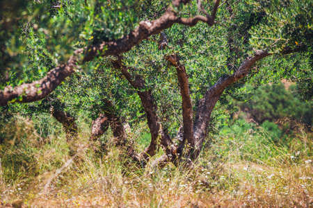 Lonely olive tree in Crete, Cretan garden, Greeceの写真素材