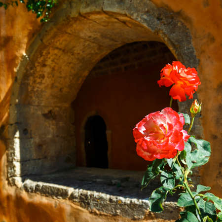 Beautiful roses in the pot,  Arkadi Monastery on Crete island, Greeceの写真素材