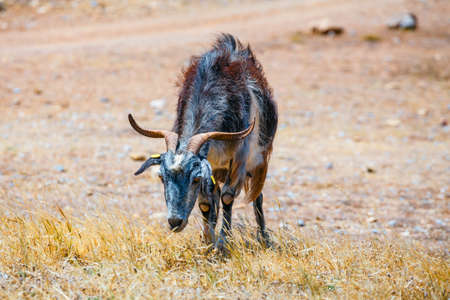 Domestic goat on Crete Island, Greeceの写真素材
