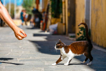 young woman feeds a homeless cat on the streetの写真素材