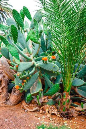 close up of Opuntia ficus indica fruitsの写真素材
