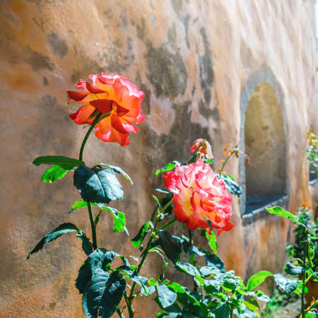 Beautiful roses in the pot on old wall backgroundの写真素材