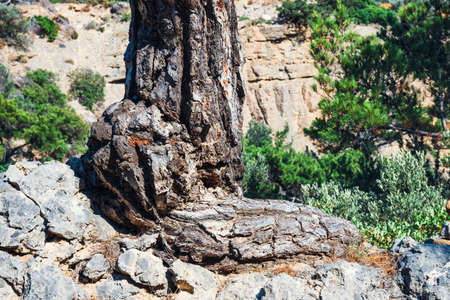 close up of pine tree trunkの写真素材