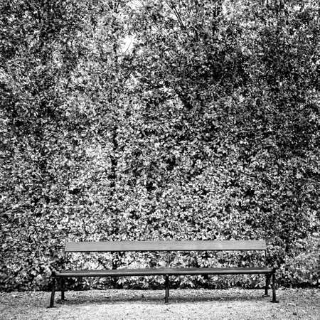 single bench in the park, black and white photo