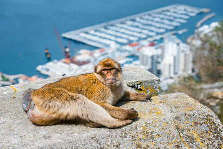 Portrait of a wild female macaque.  Macaques are one of the most famous attractions of the British overseas territoryの写真素材
