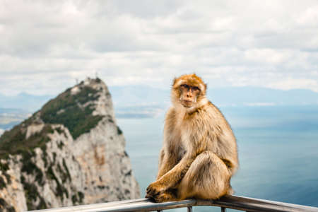 Portrait of a wild female macaque.  Macaques are one of the most famous attractions of the British overseas territoryの写真素材