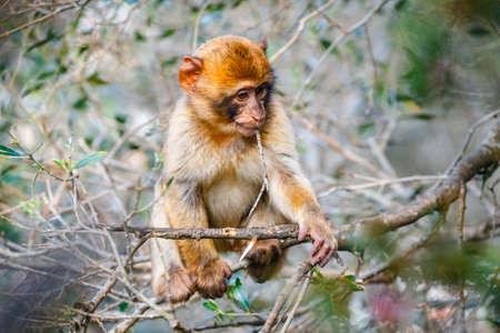Portrait of a young macaque.  Macaques are one of the most famous attractions of the British overseas territoryの写真素材