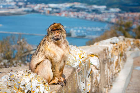 portrait of a wild male macaque.  Macaques are one of the most famous attractions of the British overseas territoryの写真素材
