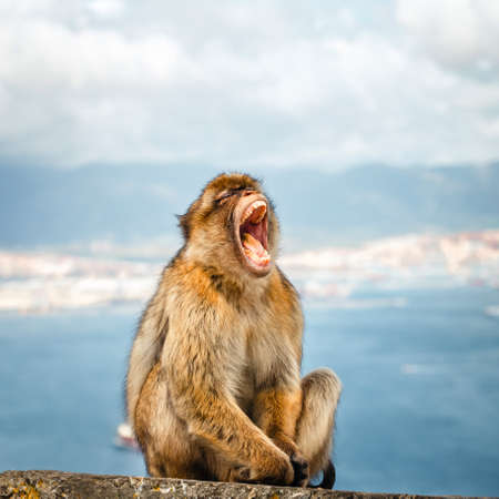 Portrait of a wild female macaque.  Macaques are one of the most famous attractions of the British overseas territoryの写真素材