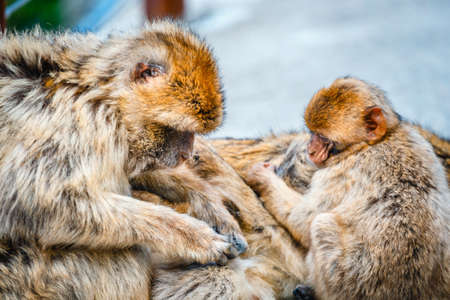 closeup of a pair of macaques, male and female in a reserve on the Gibraltar peninsula