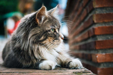 Portrait of Cat Maine Coon resting on stone wall