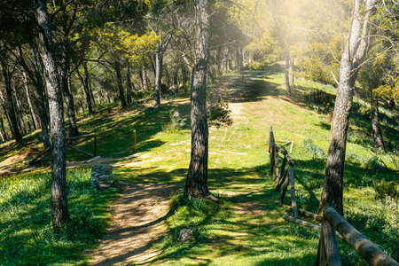 forest path leading through the green forest