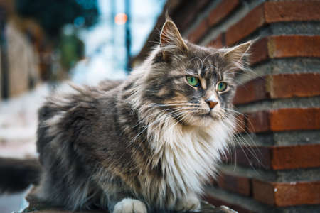 Portrait of Cat Maine Coon resting on stone wallの写真素材