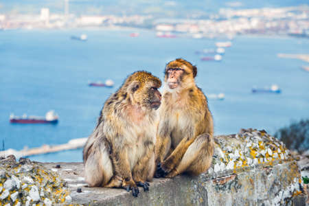 closeup of a pair of macaques, male and female in a reserve on the Gibraltar peninsulaの写真素材