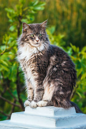 Portrait of Adorable Maine Coon Cat sitting on a stone pedestalの写真素材