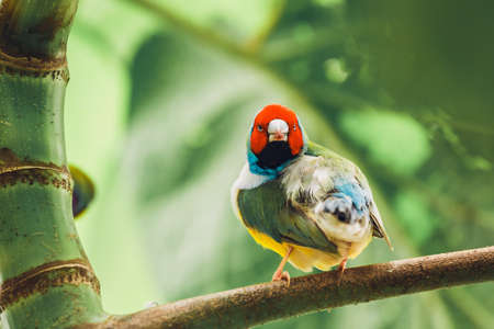 The Lady Gouldian finch, Erythrura gouldiae, close upの写真素材