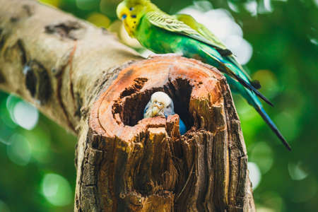 Budgerigars sitting in the nest, Melopsittacus undulatusの写真素材