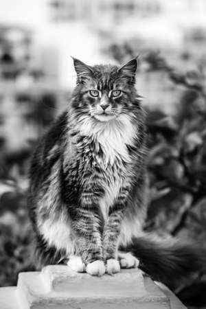 Portrait of Adorable Maine Coon Cat sitting on a stone pedestal, black and white photoの写真素材