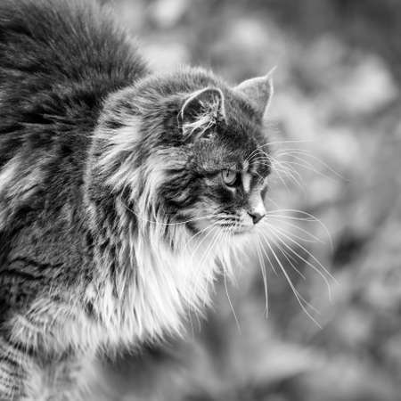 Portrait of Adorable Maine Coon Cat sitting on a stone pedestal, black and white photoの写真素材