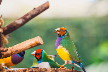 The Lady Gouldian finch, Erythrura gouldiae, close upの写真素材