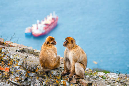 closeup of a pair of macaques in a reserve on the Gibraltar peninsulaの写真素材