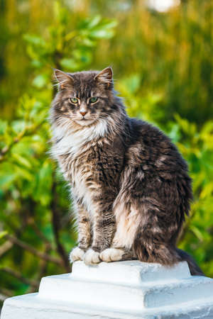 Portrait of Adorable Maine Coon Cat sitting on a stone pedestalの写真素材