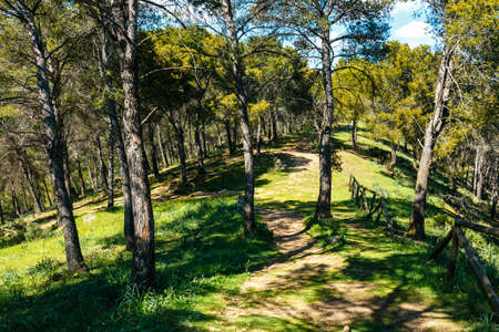 forest path leading through the green forestの写真素材