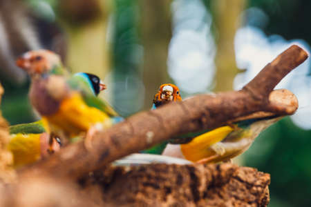 The Lady Gouldian finch, Erythrura gouldiae, close up