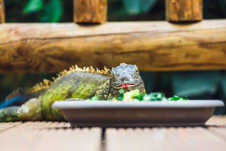 Close-up portrait of a resting green colored male Green iguana
