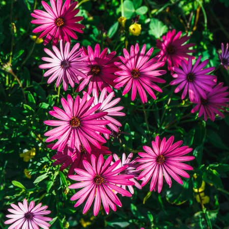A clump of hardy African daisy, Osteospermum plantsの写真素材