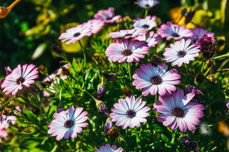 A clump of hardy African daisy, Osteospermum plantsの写真素材