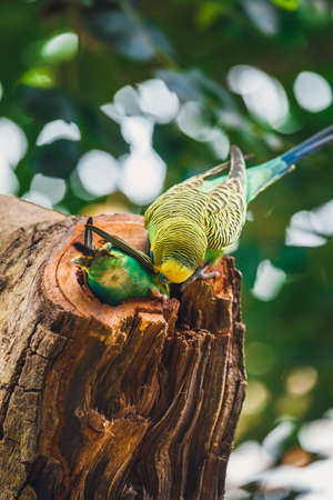 Budgerigars sitting in the nest, Melopsittacus undulatusの写真素材