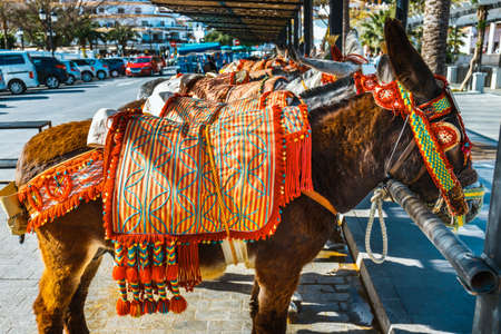 Close up of colorful decorated donkeys famous as Burro-taxi waiting for passengers in Mijas, a major tourist attraction. Andalusia, Spainの写真素材