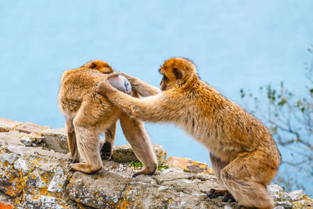 closeup of a pair of macaques in a reserve on the Gibraltar peninsulaの写真素材