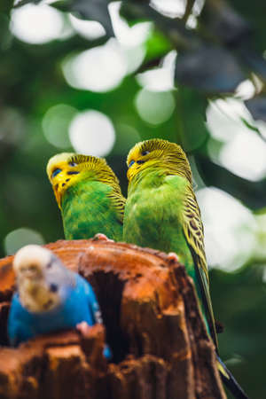 Budgerigars sitting in the nest, Melopsittacus undulatusの写真素材