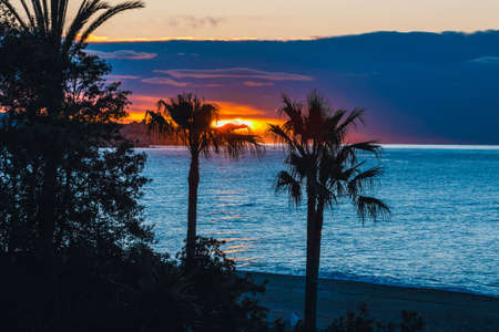Silhouette of palm trees at sunset, Spainの写真素材