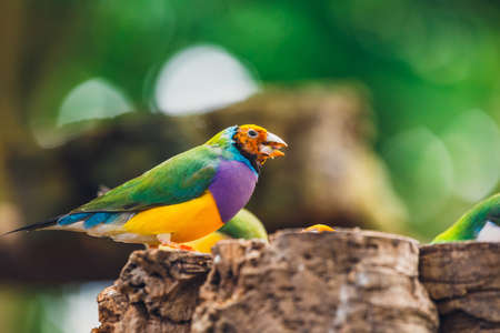 The Lady Gouldian finch, Erythrura gouldiae, close upの写真素材