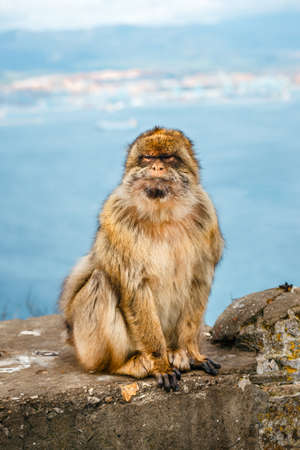 portrait of a wild male macaque.  Macaques are one of the most famous attractions of the British overseas territoryの写真素材