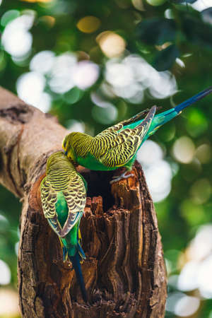 Budgerigars sitting in the nest, Melopsittacus undulatusの写真素材