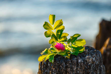 pink flower on the beach at sunsetの写真素材