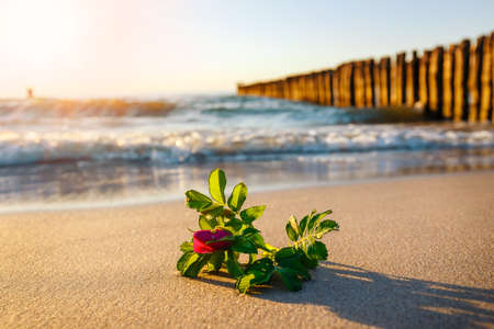 pink flower on the beach at sunsetの写真素材